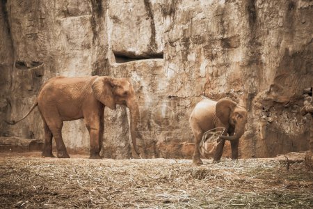 Une paire d'éléphants d'Afrique interagit dans les limites rustiques et texturées de leur habitat vivant