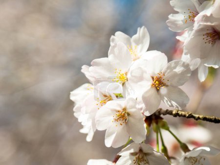 Delicate cherry blossoms flourish under the warm sunlight, signifying the arrival of spring with their gentle white petals