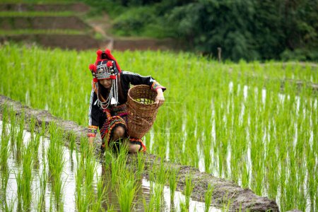 Junge einheimische Frau in farbenfroher traditioneller Kleidung beugt sich bei der Ernte in einem lebendigen grünen Reisfeld vor und hält einen geflochtenen Korb