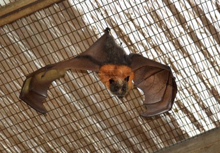 bat - grey flying fox hanging down upside down with its wings spread and looks at the camera