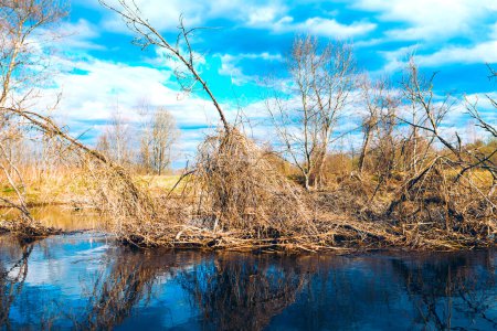 Foto de Cabaña de castores en el río. Región de Vitebsk, Belarús, río Ovsyanka - Imagen libre de derechos