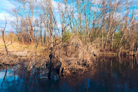 Cabaña de castores en el río. Región de Vitebsk, Belarús, río Ovsyanka