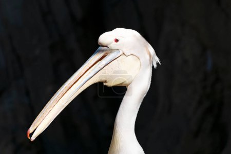 Foto de Gran pelícano blanco sobre fondo oscuro. Cabeza de pájaro con ojos rojos y cuello a la luz del sol. Pelecanus onocrotalus - Imagen libre de derechos