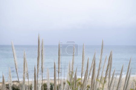 Foto de Cielo y océano escena de playa con cabezas esponjosas de hierba de pampas en primer plano. Vista marina - Imagen libre de derechos