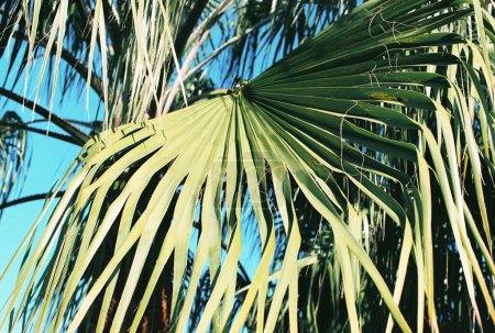 Foto de Desde abajo de altas palmeras verdes creciendo en el jardín tropical contra el cielo azul sin nubes en el día soleado - Imagen libre de derechos