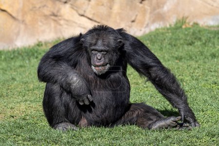 Foto de Chimpancé viejo y tranquilo sentado en la hierba con un brazo en la rodilla. Pan trogloditas - Imagen libre de derechos