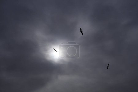 Foto de Tres gaviotas siluetas vuelan a través de un cielo nublado con el sol brillando entre las nubes - Imagen libre de derechos