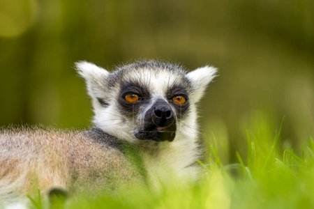 Foto de Foto horizontal de lémur de cola anillada con ojos amarillos, en peligro de extinción, acostado sobre la hierba - Imagen libre de derechos