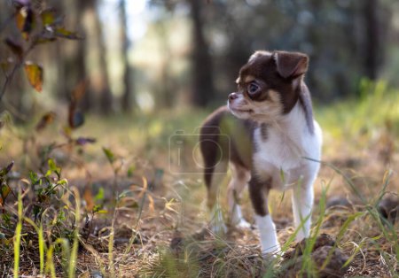 Foto de Un pequeño cachorro de Chihuahua se encuentra atento en un bosque, rodeado de un fondo natural borroso y hojas caídas. - Imagen libre de derechos