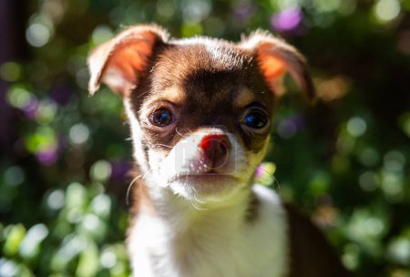 Foto de La cálida luz del sol se filtra a través del follaje, proyectando un resplandor sobre las delicadas características de un cachorro Chihuahua en un jardín sereno. - Imagen libre de derechos