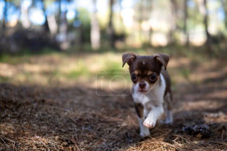 Foto de Un pequeño cachorro chihuahua capturado en un momento de lujuria errante, caminando por el bosque con curiosidad y determinación. - Imagen libre de derechos