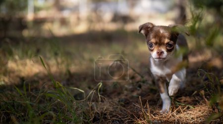 Foto de La luz de la mañana se filtra a través de los árboles, iluminando a un cachorro de Chihuahua en su paseo por el bosque. - Imagen libre de derechos