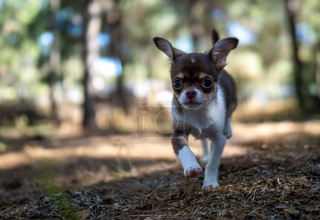 Foto de Un cachorro aventurero de Chihuahua trota hacia adelante en el bosque, exudando exploración y emoción en su hábitat natural. - Imagen libre de derechos