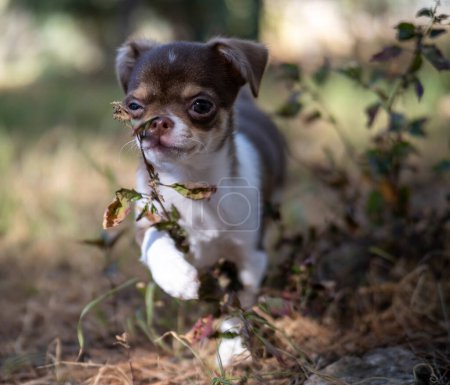 Foto de Un cachorro chihuahua juguetón de color marrón y blanco se asoma a través de las hojas de otoño, encarnando el espíritu juguetón del otoño. - Imagen libre de derechos