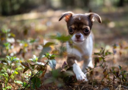 Foto de Un cachorro de Chihuahua disfruta de un día soleado, sus delicados rasgos iluminados por la cálida luz natural que se filtra a través de los árboles. - Imagen libre de derechos