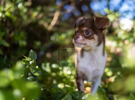 Foto de Un pequeño cachorro de Chihuahua con ojos reflexivos se sienta serenamente en la sombra moteada de un jardín, rodeado de un ambiente exuberante y frondoso. - Imagen libre de derechos