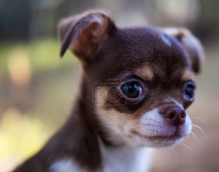 Foto de El suave enfoque captura a un cachorro contemplativo de Chihuahua en un bosque otoñal, destacando su mirada reflexiva. - Imagen libre de derechos