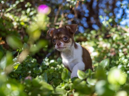 Foto de Un cachorro de Chihuahua se sienta contemplativamente en un entorno natural, rodeado de follaje denso y luz solar moteada, evocando una sensación de tranquilidad. - Imagen libre de derechos