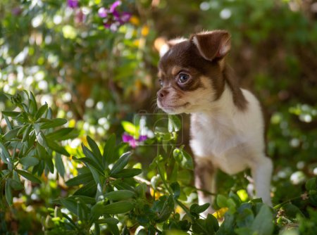 Foto de En medio de la flora de un jardín vibrante, un cachorro de Chihuahua marrón y blanco mira con una mirada inocente, enmarcada por hojas verdes frescas y flores púrpuras. - Imagen libre de derechos