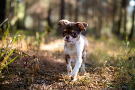 Foto de Con una mirada curiosa, un cachorro chihuahua se detiene en un sendero iluminado por el sol rodeado de hojas otoñales y suaves sombras. - Imagen libre de derechos