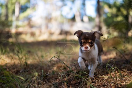 Foto de Un cachorro curioso de Chihuahua mira desde un sendero forestal, rodeado de árboles imponentes y luz moteada. - Imagen libre de derechos