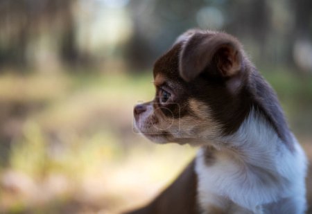 Foto de Un cachorro de Chihuahua se encuentra en medio de una dispersión de hojas de otoño, su mirada refleja la estación cambiante. - Imagen libre de derechos