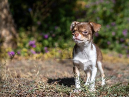 Foto de Un pequeño cachorro de Chihuahua mira pensativamente a la distancia, de pie en un jardín con flores púrpuras borrosas en el fondo - Imagen libre de derechos