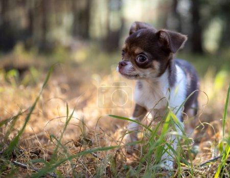 Foto de Esta imagen evocadora captura a un cachorro Chihuahua pensativo en medio de la hierba dorada del otoño, mirando a la distancia. - Imagen libre de derechos