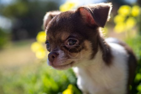 Foto de Un cachorro de Chihuahua mira hacia arriba con ojos inocentes rodeados de vibrante vegetación, fusionándose con la belleza de la naturaleza. - Imagen libre de derechos
