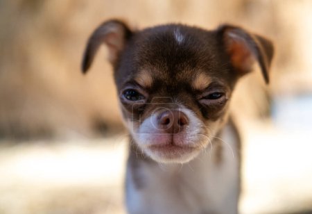 A diminutive brown and white Chihuahua puppy appears to furrow its brow in a stern look, set against a soft-focus backdrop.