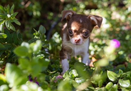Foto de Un cachorro de Chihuahua navega curiosamente a través de arbustos florecientes, una imagen de inocencia y descubrimiento. - Imagen libre de derechos
