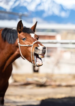 Lustiges Porträt eines lächelnden Pferdes mit unwirklich weißen Zähnen, mit Kopierraum