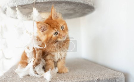 Small fluffy red Maine Coon kitten sitting on a brown carpet
