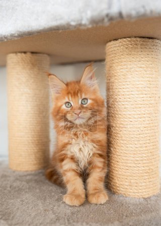 Photo for Small fluffy red Maine Coon kitten sitting on a brown carpet - Royalty Free Image