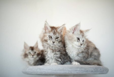 Téléchargez les photos : Maine Coon chatons sur fond lilas - en image libre de droit