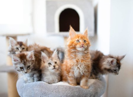Téléchargez les photos : Groupe de chatons coon maine - en image libre de droit