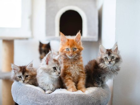 Téléchargez les photos : Groupe de 6 chatons Maine Coon mignons couchés dans une couverture chaude grise sur le lit, deux mois - en image libre de droit