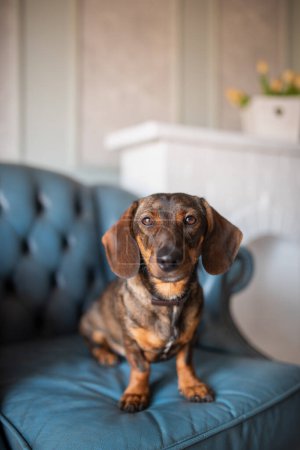 Ein rothaariger Jagdhund der Rasse Dackel legt sich auf einen blauen Sessel im Wohnzimmer und blickt aufmerksam in die Kamera, posiert. Eine elegante Rasse