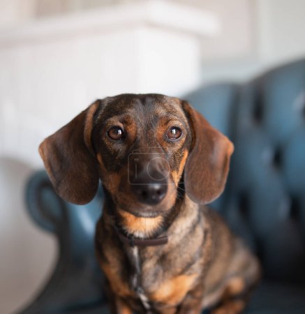 A red-haired hunting dog of the dachshund breed lay down to rest on a blue armchair in the living room and looks attentively at the camera, posing. An elegant breed