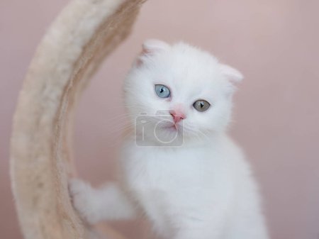 weiße Katze mit Augen anderer Farbe. Türkische Angora. Kätzchen mit blauem und grünem Auge liegt auf weißem Bett. liebenswerte Haustiere, Heterochromie.