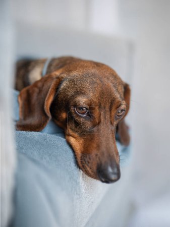 brown dachshund on a gray background