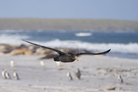 Foto de Petrel gigante del sur (Macronectes giganteus) volando sobre una playa de reproductores de elefantes marinos del sur en la isla Sea Lion en las Islas Malvinas. - Imagen libre de derechos