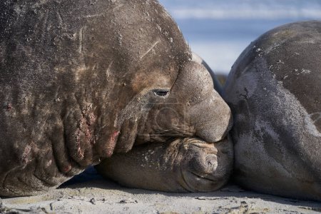 Photo for Southern Elephant Seals (Mirounga leonina) mating on a sandy beach on Sealion Island in the Falkland Islands. - Royalty Free Image