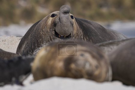 Photo for Male Southern Elephant Seal (Mirounga leonina) lying on a sandy beach on Sea Lion Island in the Falkland Islands. - Royalty Free Image