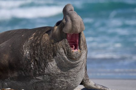 Foto de Elefante macho del sur (Mirounga leonina) con la boca abierta y rugiendo durante la temporada de cría en la isla Sea Lion en las Islas Malvinas. - Imagen libre de derechos