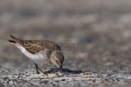 Photo for White-rumped Sandpiper (Calidris fuscicollis) searching for food along the coast of Sea Lion Island in the Falkland Islands - Royalty Free Image