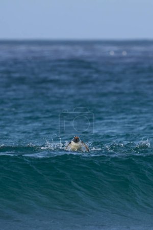 Téléchargez les photos : Pingouins de Gentoo (Pygoscelis papua) débarquant après s'être nourris en mer sur l'île Sea Lion dans les îles Malouines. - en image libre de droit