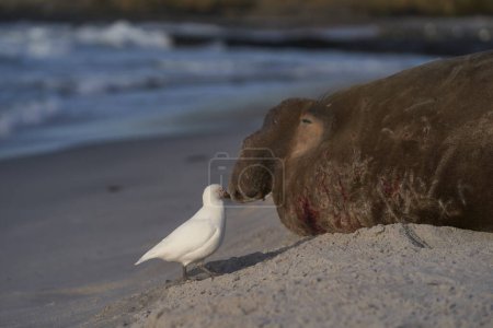 Photo for Pale-faced Sheathbill (Chionis albus) picking bits of flesh from the battle damaged head of a male Southern Elephant Seal (Mirounga leonina) on Sea Lion Island in the Falkland Islands. - Royalty Free Image