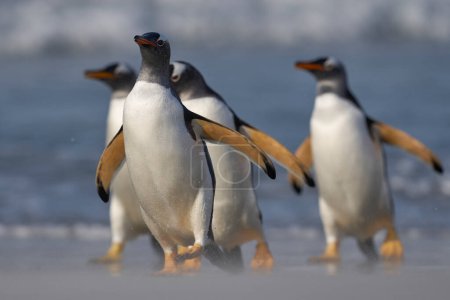 Téléchargez les photos : Pingouins de Gentoo (Pygoscelis papua) débarquant après s'être nourris en mer sur l'île Sea Lion dans les îles Malouines. - en image libre de droit