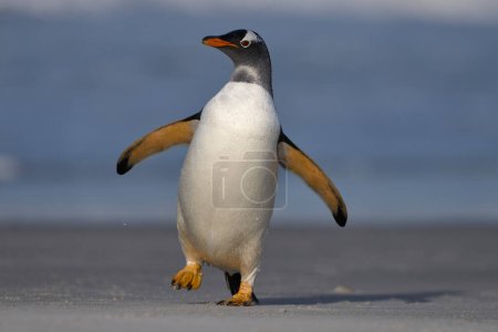 Téléchargez les photos : Gentoo Penguin (Pygoscelis papua) debout sur la plage après être arrivé à terre sur l'île Sea Lion dans les îles Malouines. - en image libre de droit
